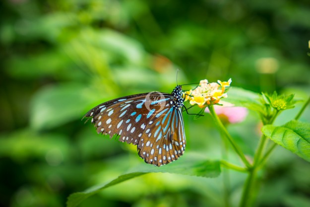 Blauer Schmetterling by MarkDeu