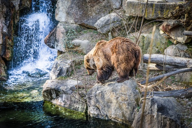 Braunbär by MarkDeu