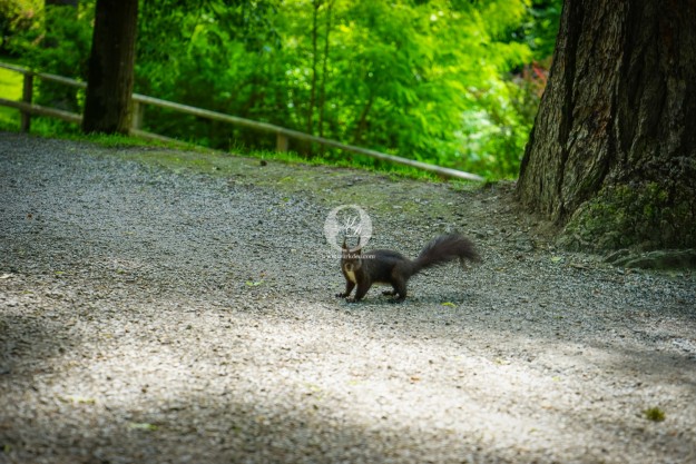 Eichhörnchen by MarkDeu