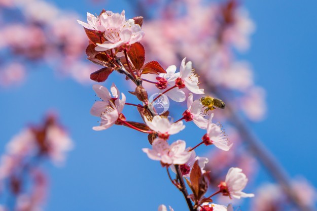 Fleissige Biene by MarkDeu