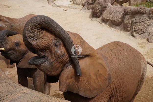 Glückliche Elefanten by MarkDeu