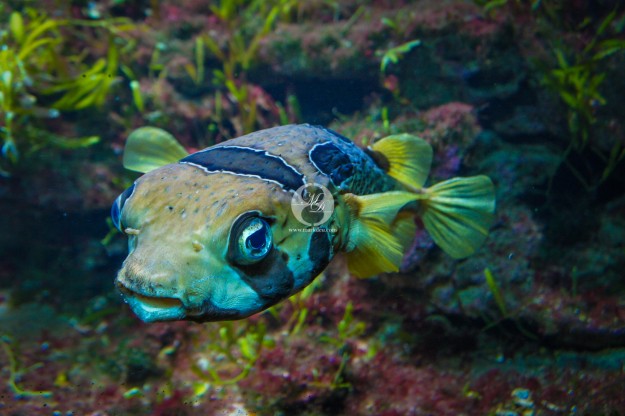 Kugelfisch by MarkDeu