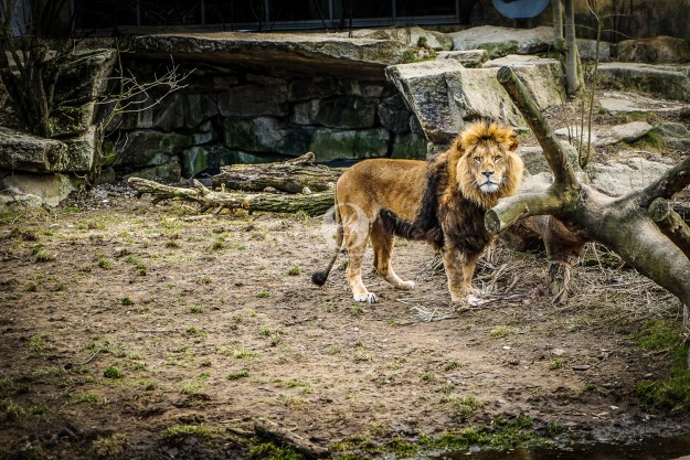 Löwe auf der Lauer by MarkDeu