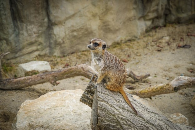 Neugierig by MarkDeu