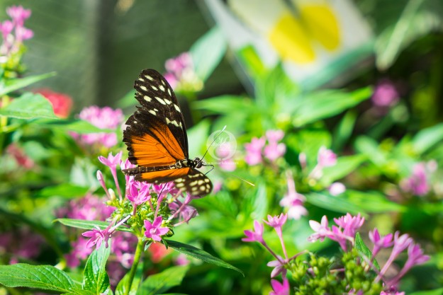 Schmetterling by MarkDeu