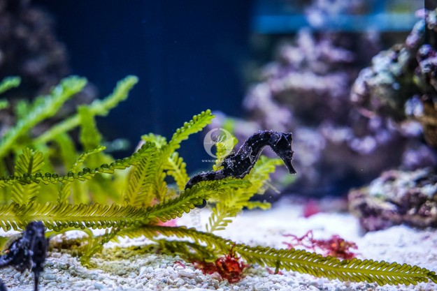 Seepferdchen by MarkDeu