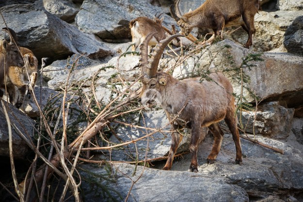 Steinbock by MarkDeu