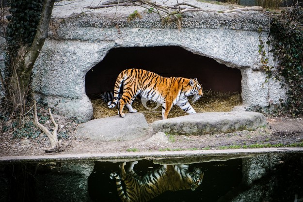 Tiger auf der Jagt by MarkDeu