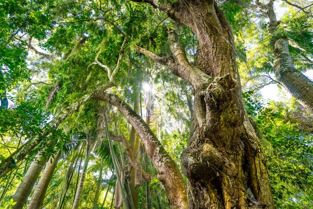 Urwald in Barichara by MarkDeu