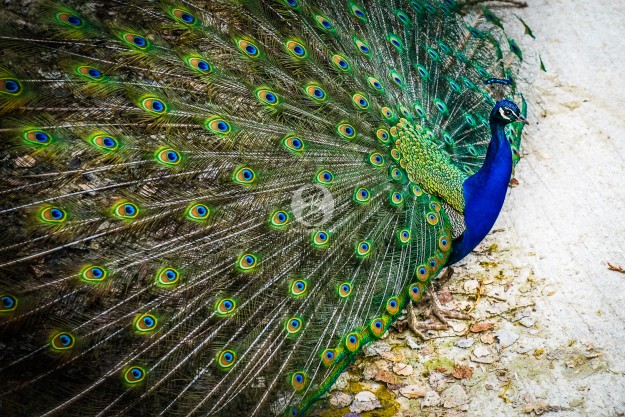 Wunderschöner Pfau by MarkDeu