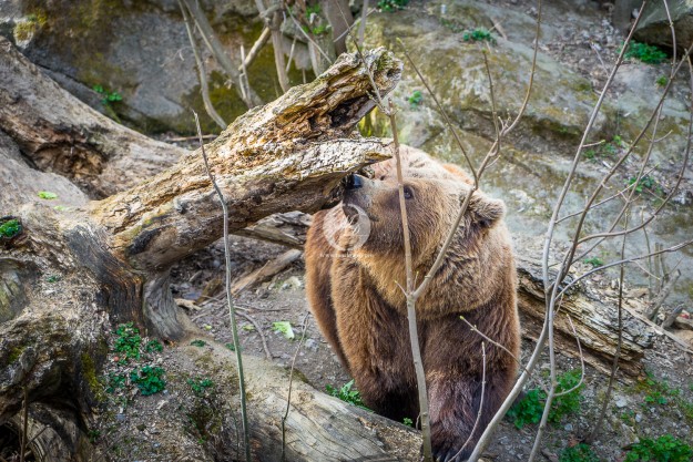 Bär posiert by MarkDeu Photography