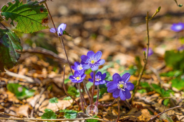 Der Frühling ist ausgebrochen by MarkDeu
