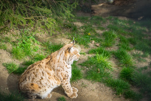 Luchs by MarkDeu Photography