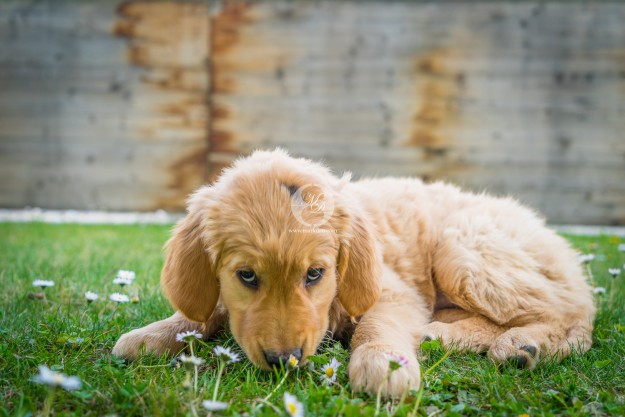 Golden Retriever Welpe