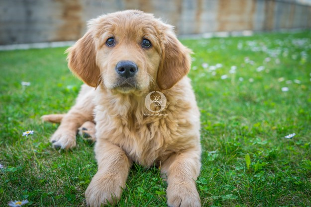 Golden Retriever Welpe