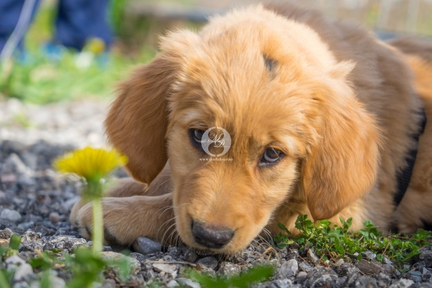 Golden Retriever Welpe