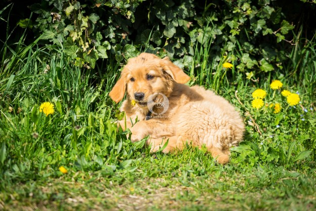 Golden Retriever Welpe
