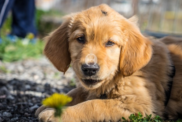 Golden Retriever Welpe